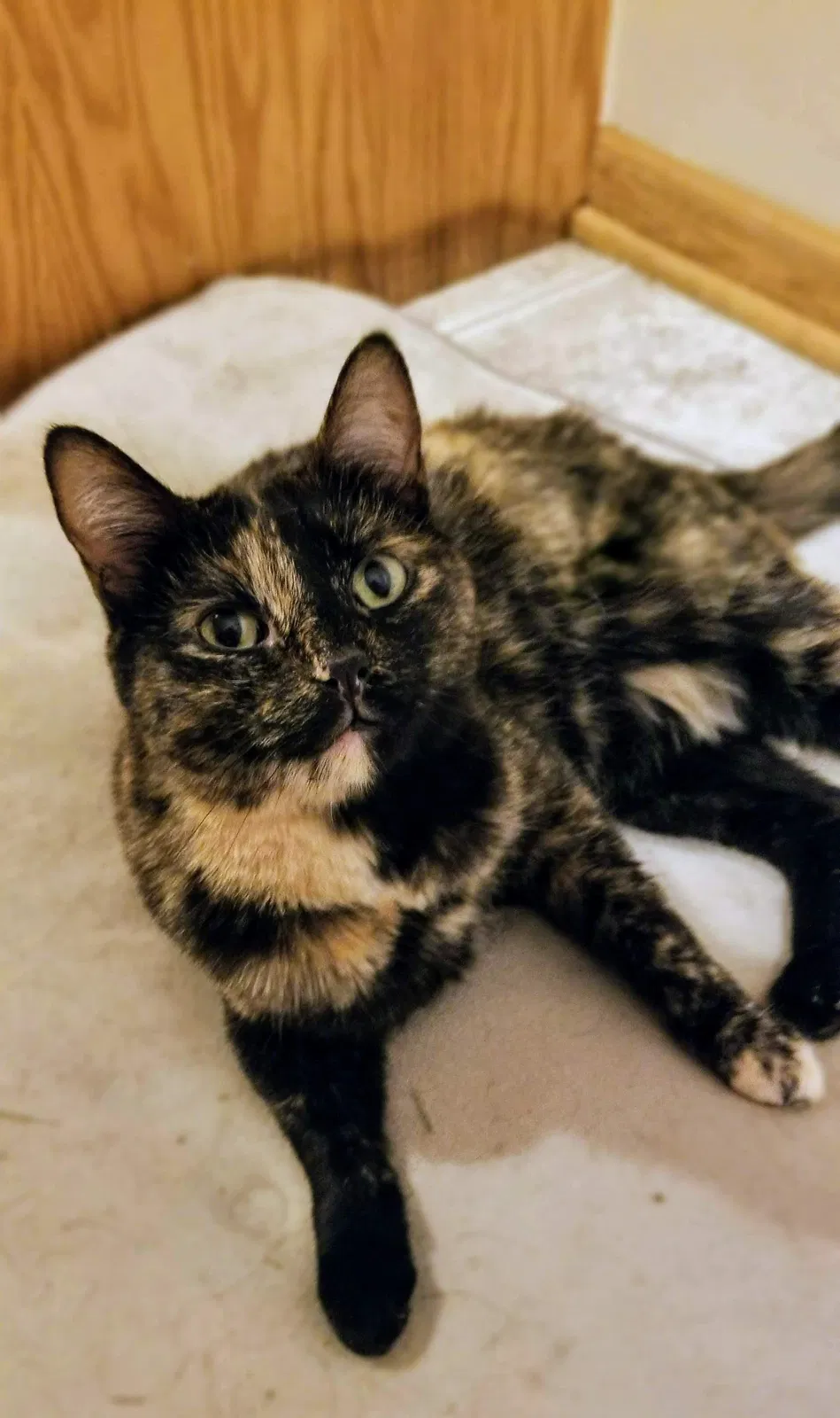 Lost cat in Joliet, IL, 60431