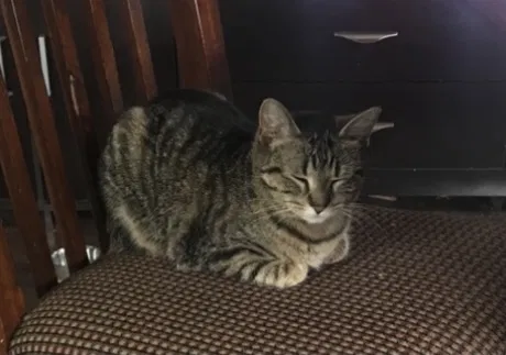 Lost cat in Niles, MI, 49120