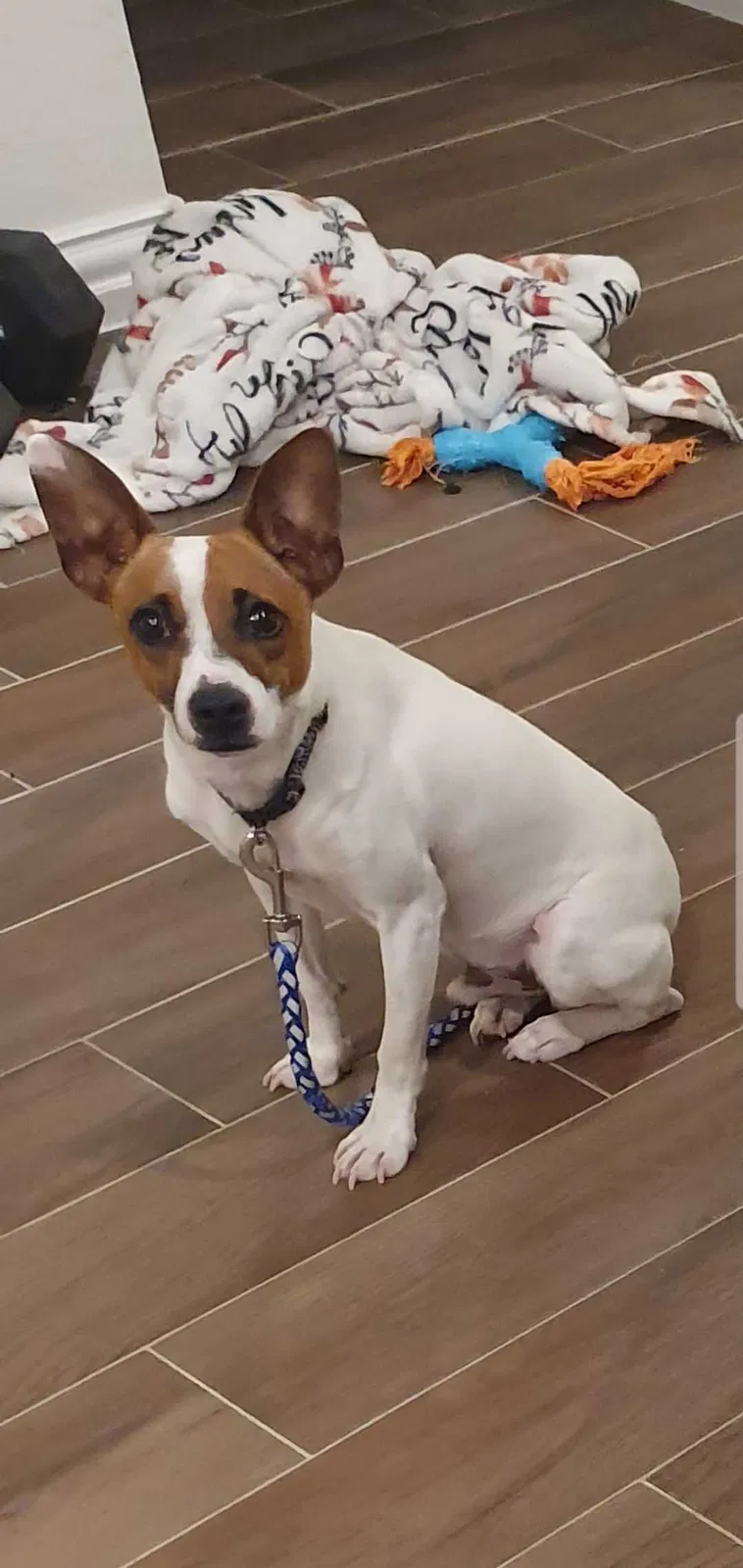 Lost dog in Carrollton, TX, 75010