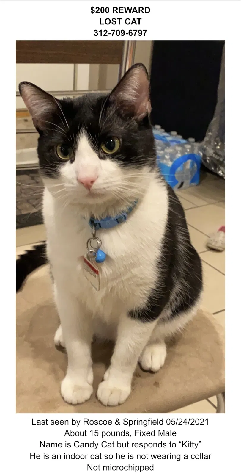 Lost cat in Chicago, IL, 60618