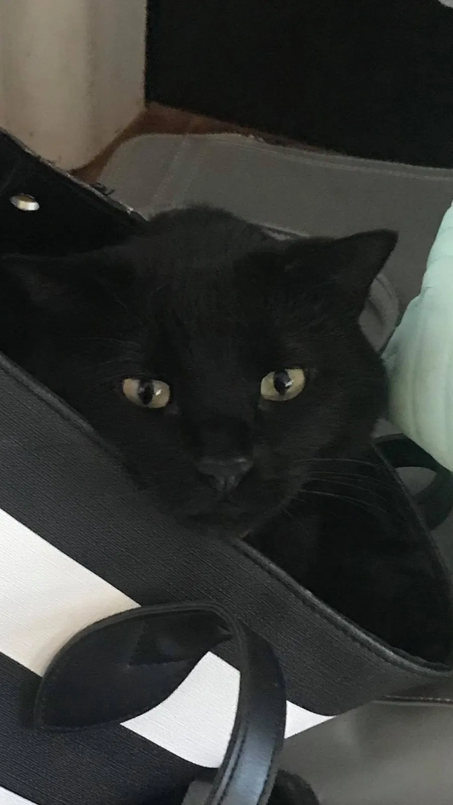 Lost cat in North Salt Lake, UT, 84054