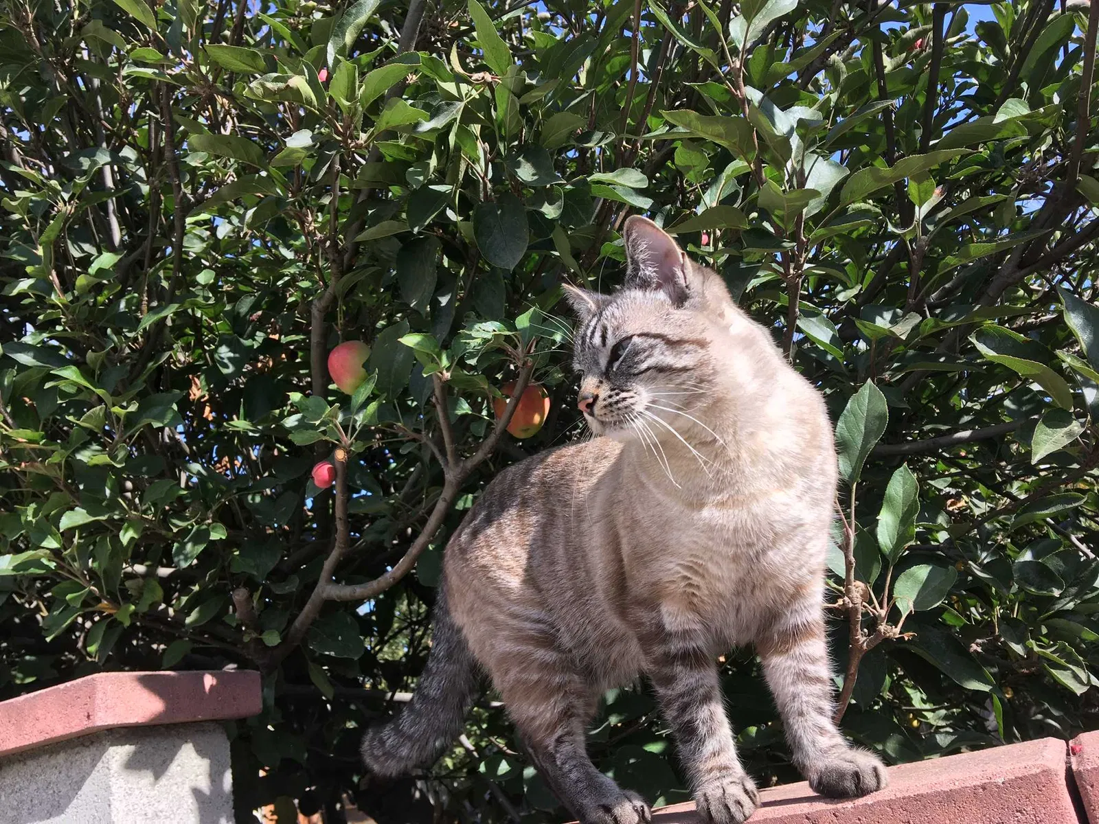 Lost cat in Inglewood, CA, 90302