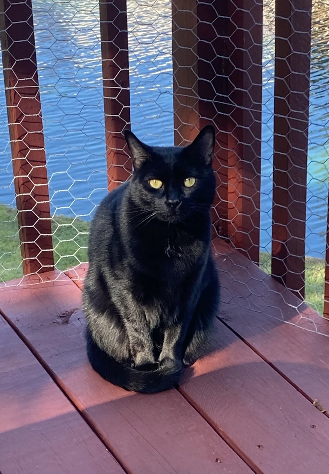 Lost cat in Tallahassee, FL, 32304