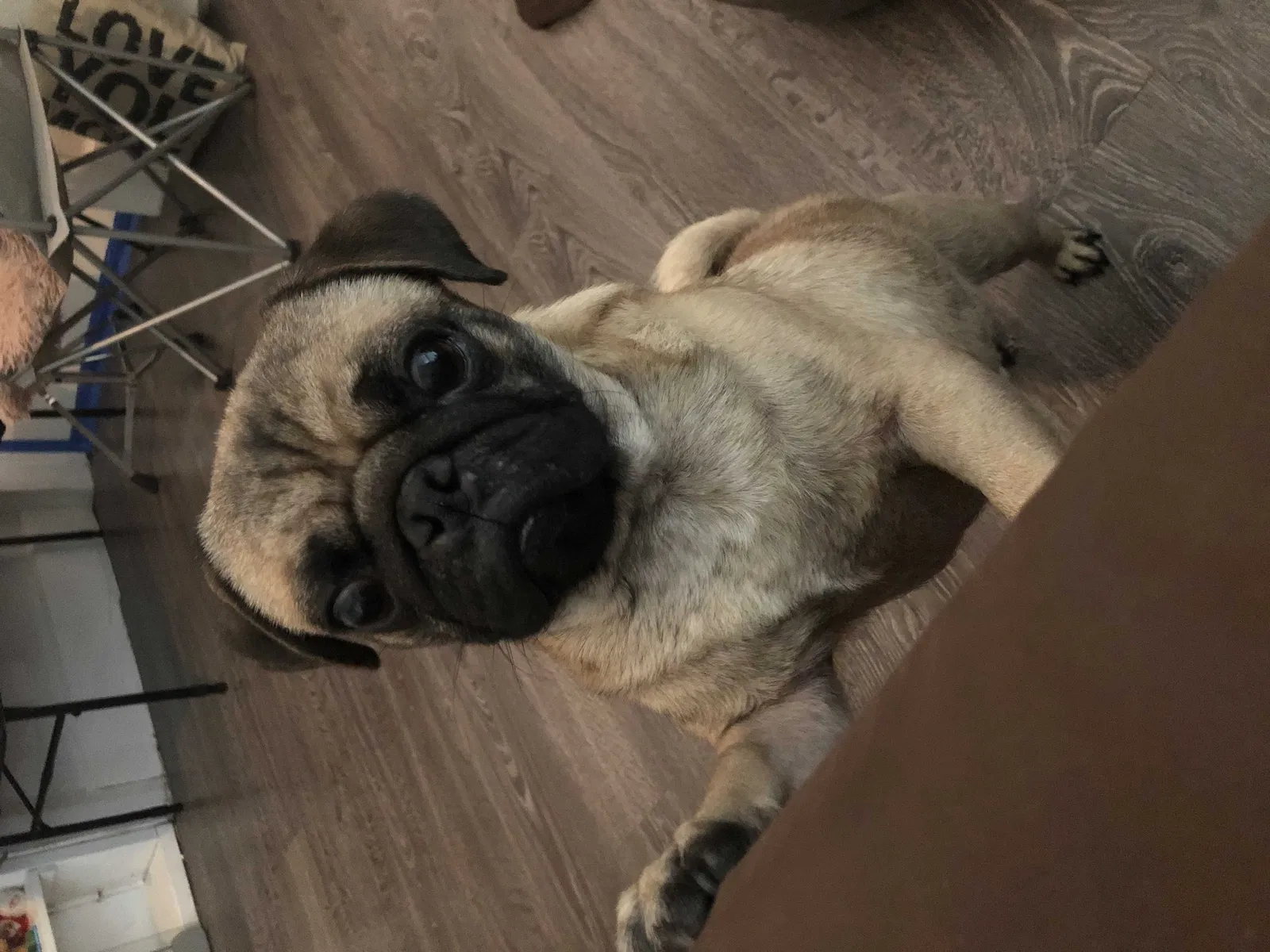 Lost dog in Odessa, TX, 79764
