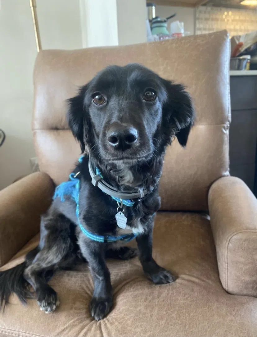 Lost dog in Seattle, WA, 98102