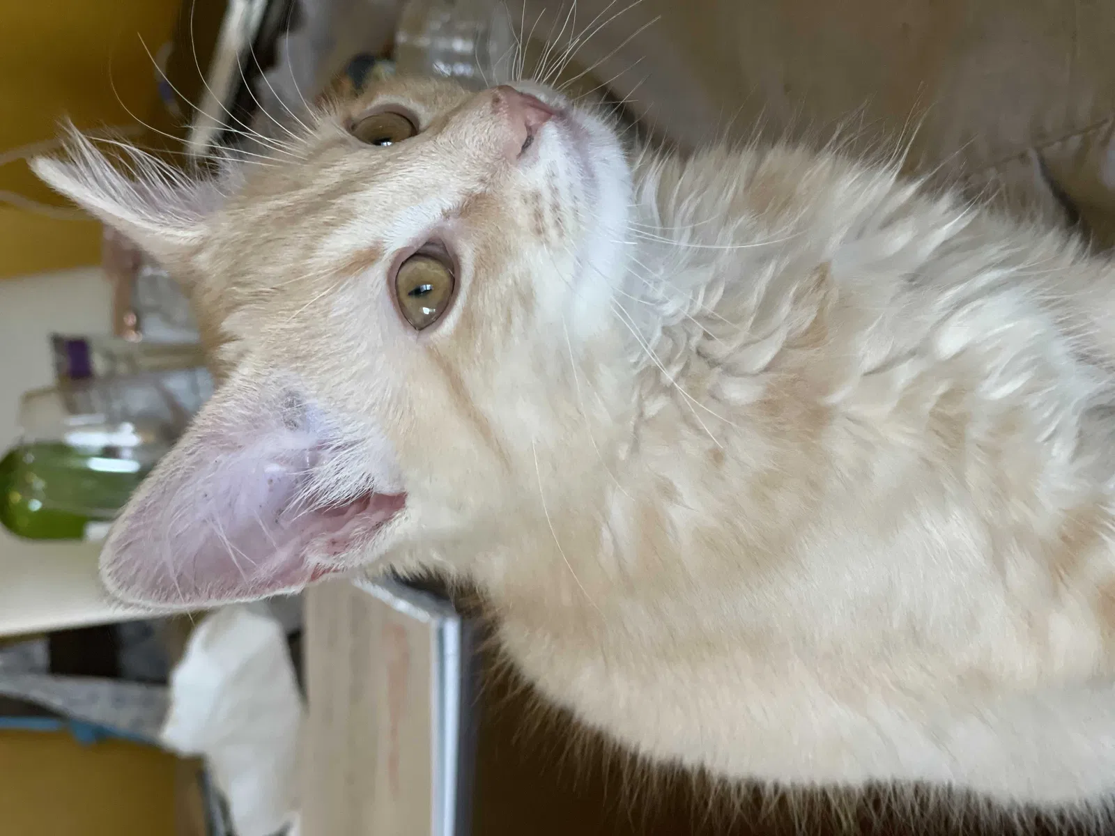 Lost cat in Bronx, NY, 10475