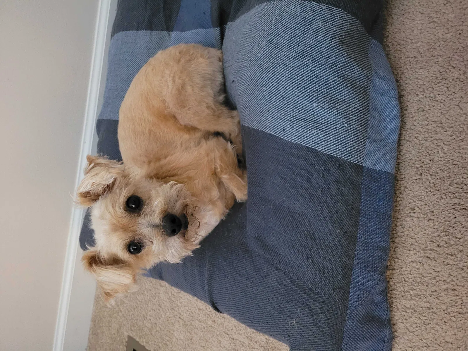 Lost dog in Murfreesboro, TN, 37127