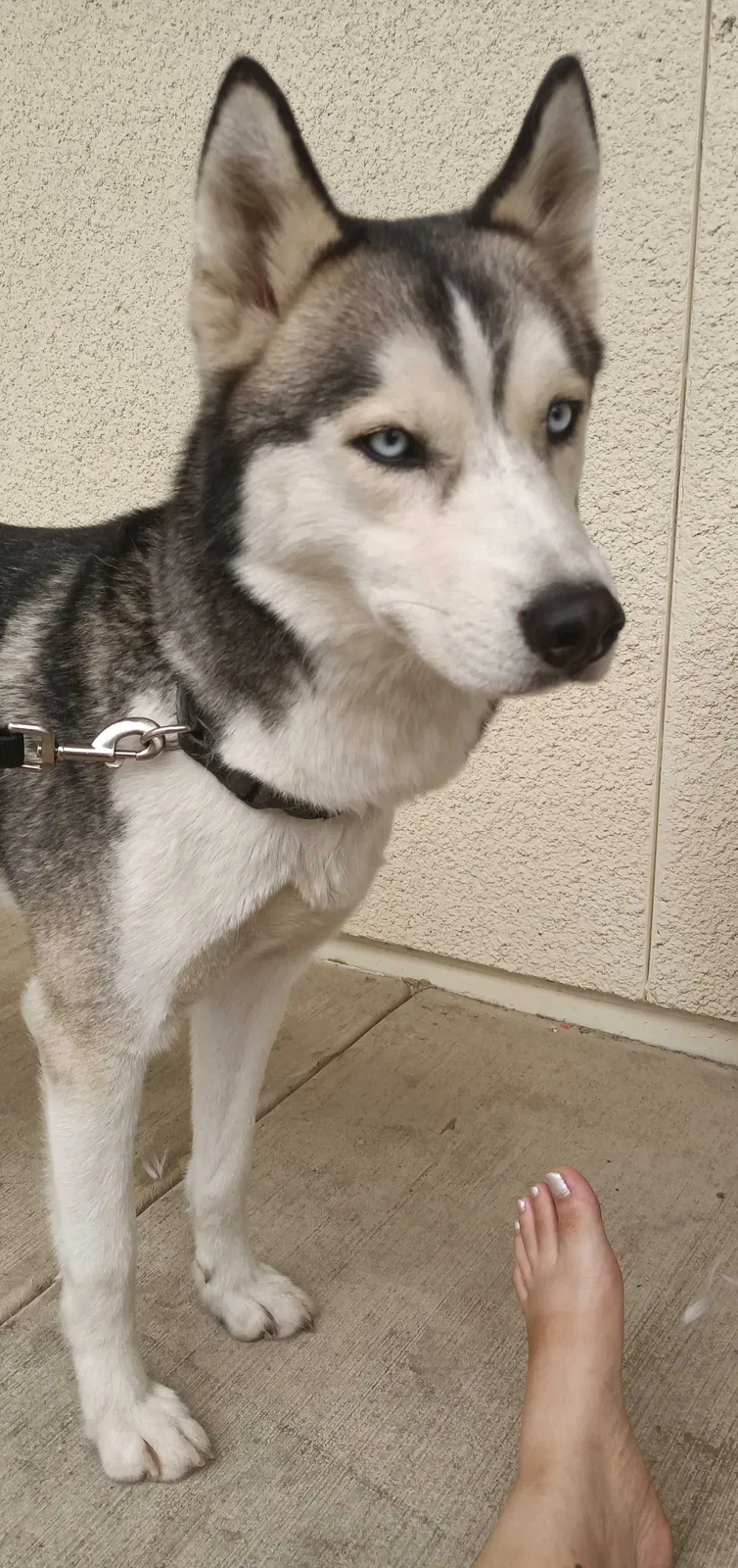 Lost dog in Las Vegas, NV, 89122