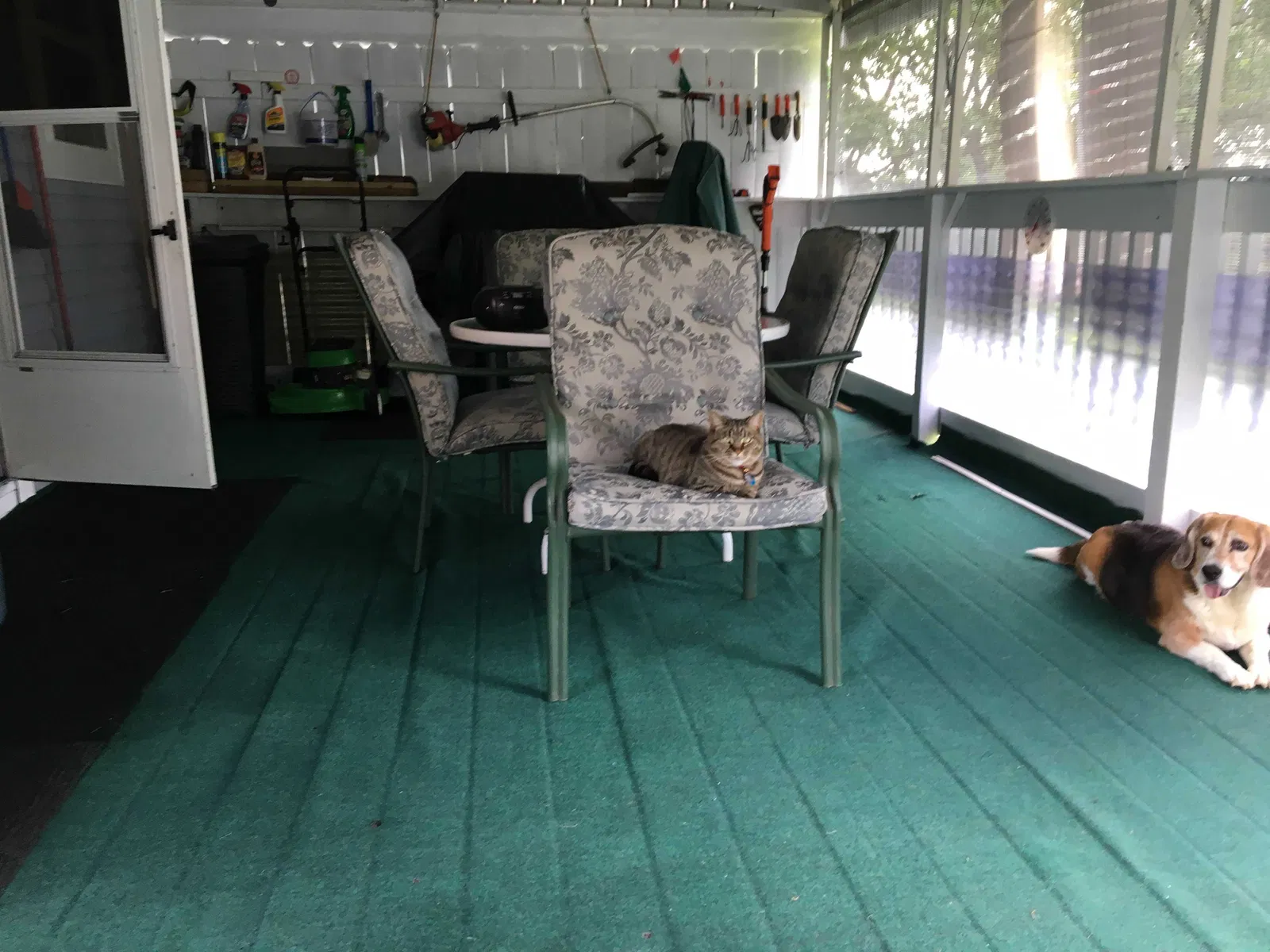 Lost cat in Pittsburgh, PA, 15216