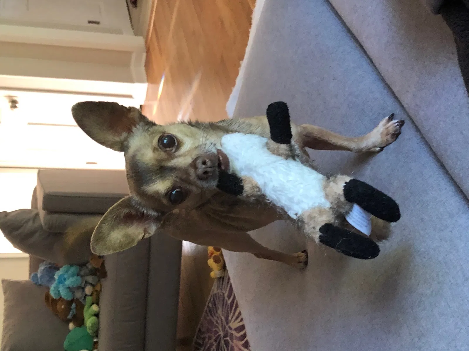 Lost dog in Atlanta, GA, 30350