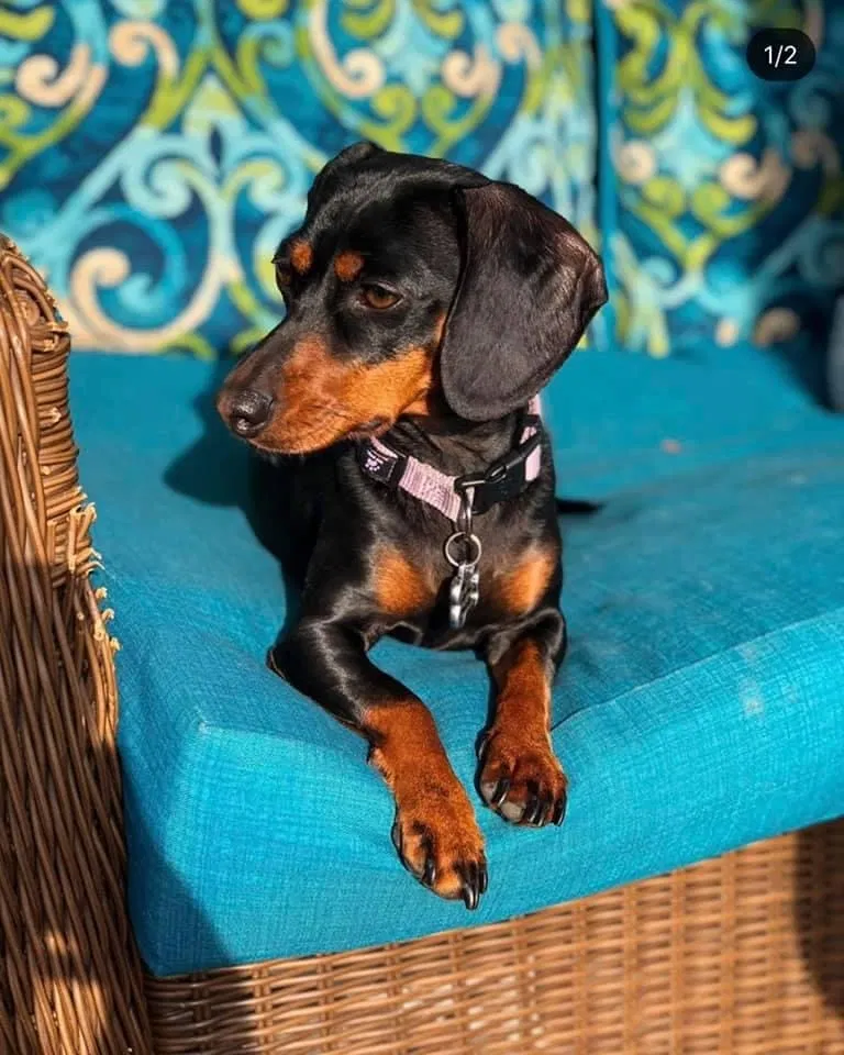 Lost dog in Maurepas, LA, 70449