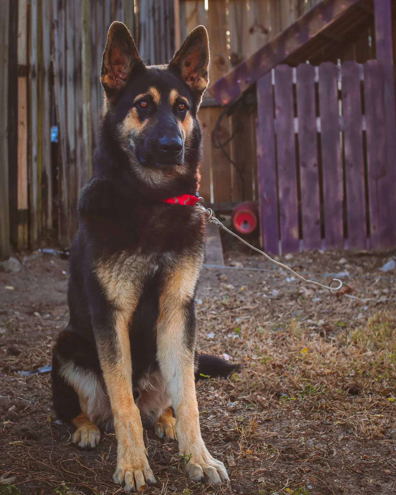 Lost dog in Naples, FL, 34116