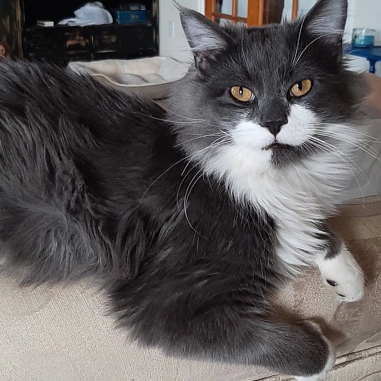 Lost cat in Pueblo, CO, 81007