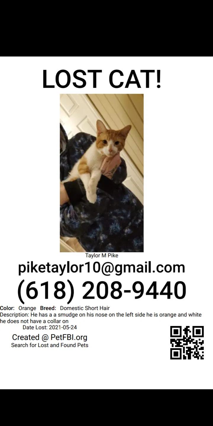 Lost cat in Jerseyville, IL, 62052