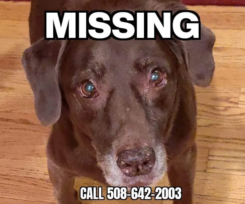 Lost dog in Bristol, RI, 2809