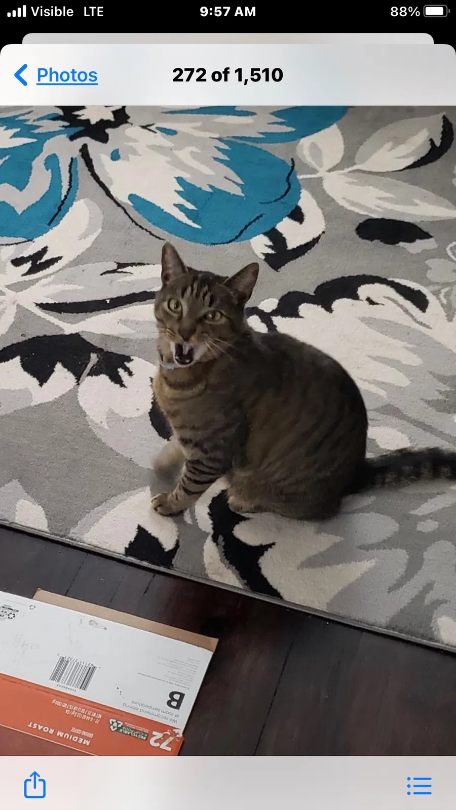 Lost cat in Abington, MA, 2351