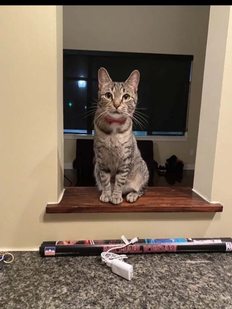Lost cat in Atlanta, GA, 30324