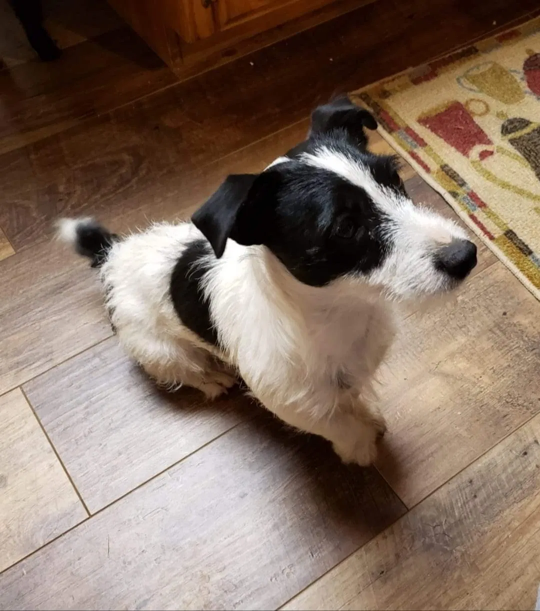Lost dog in Haysville, KS, 67060