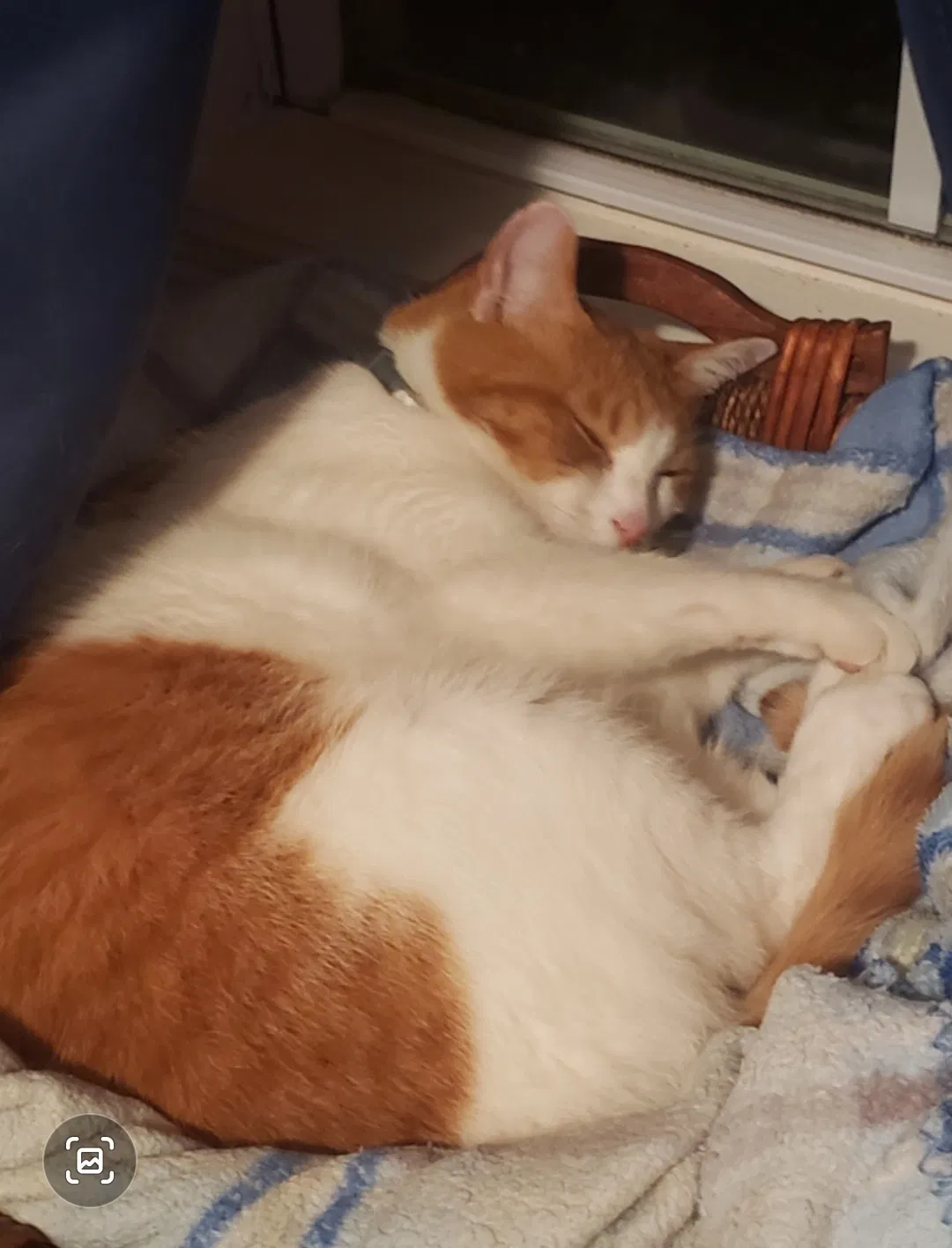 Lost cat in Bowling Green, KY, 42101