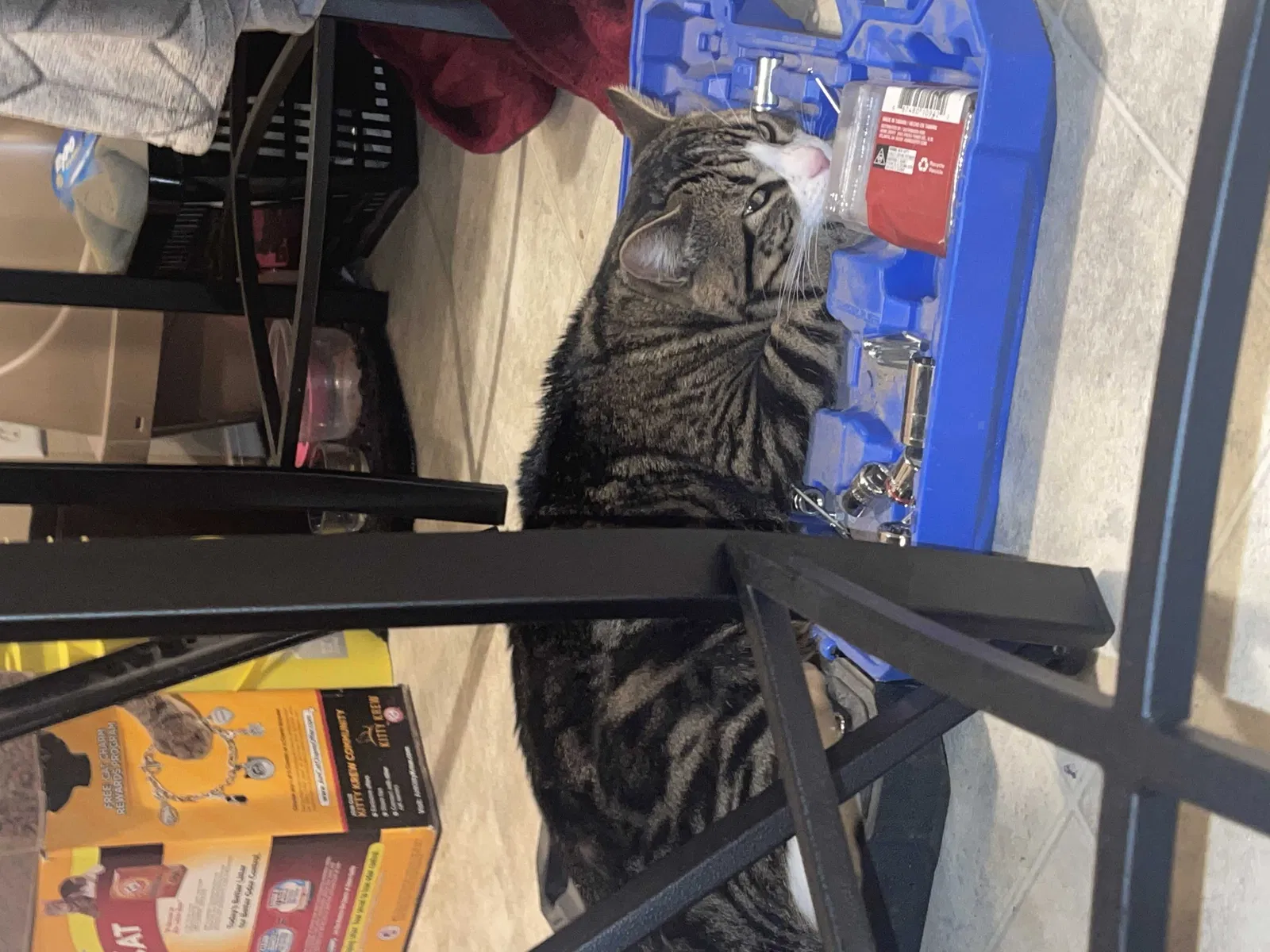 Lost cat in Greeley, CO, 80631