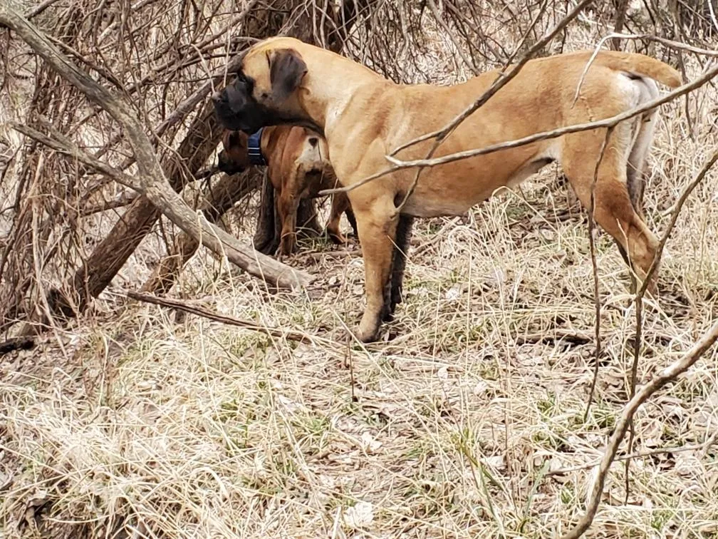 Lost dog in Tobias, NE, 68453