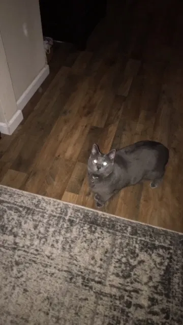Lost cat in Portland, OR, 97230
