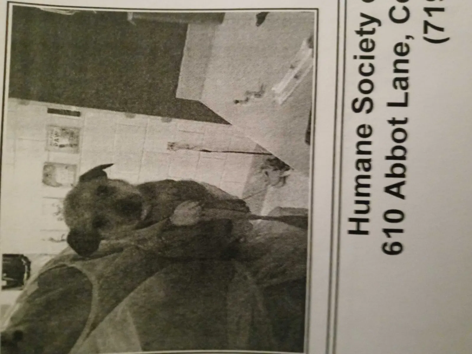 Lost dog in Colorado Springs, CO, 80915