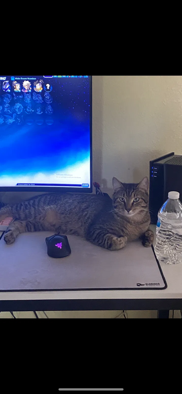Lost cat in Saint Petersburg, FL, 33714