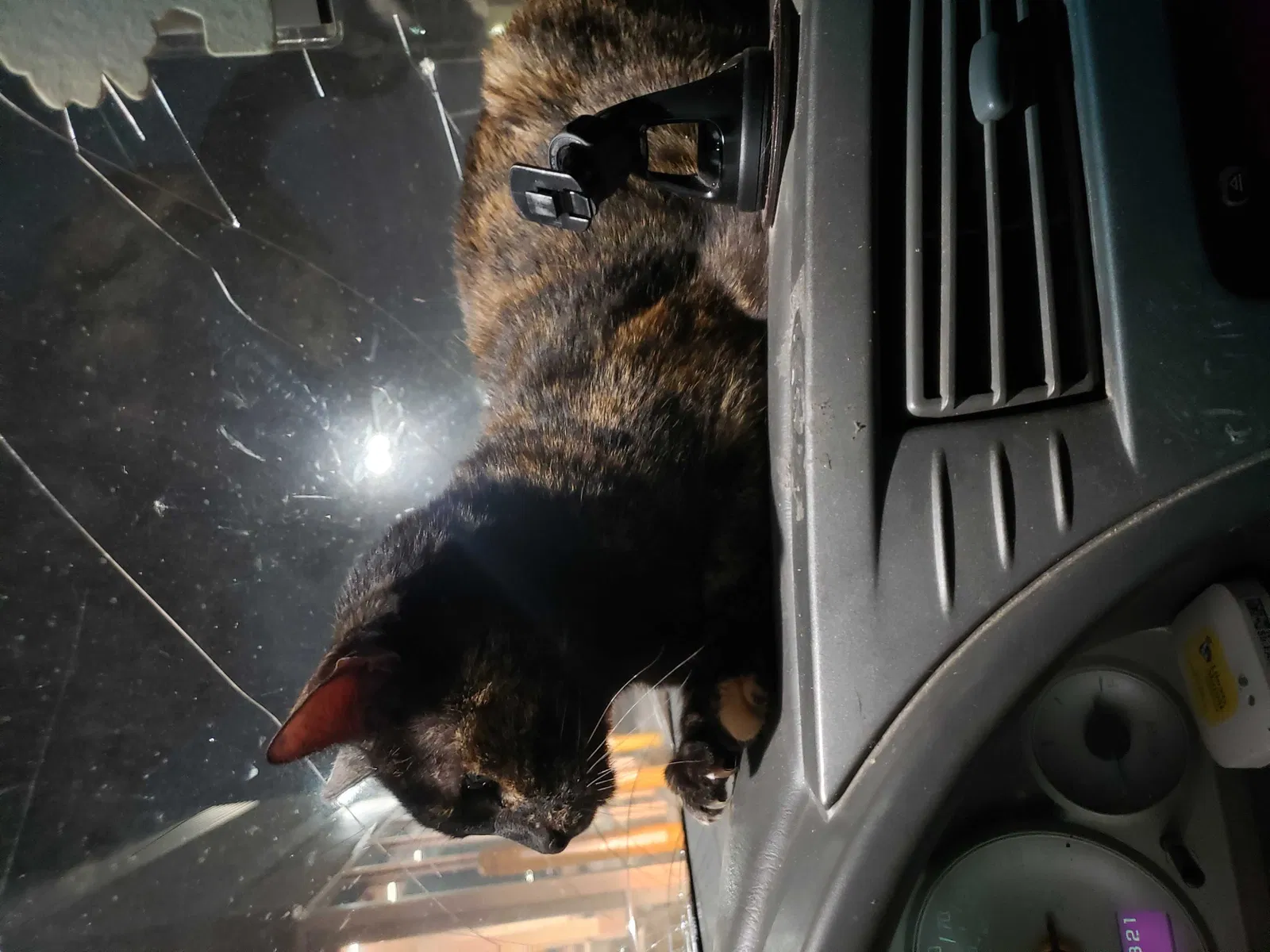 Lost cat in Oklahoma City, OK, 73112