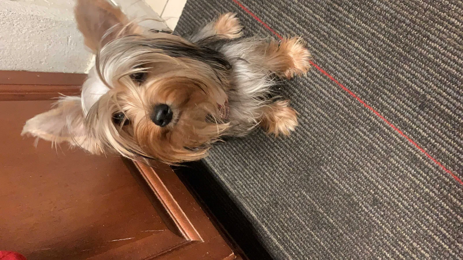 Lost dog in Orlando, FL, 32812