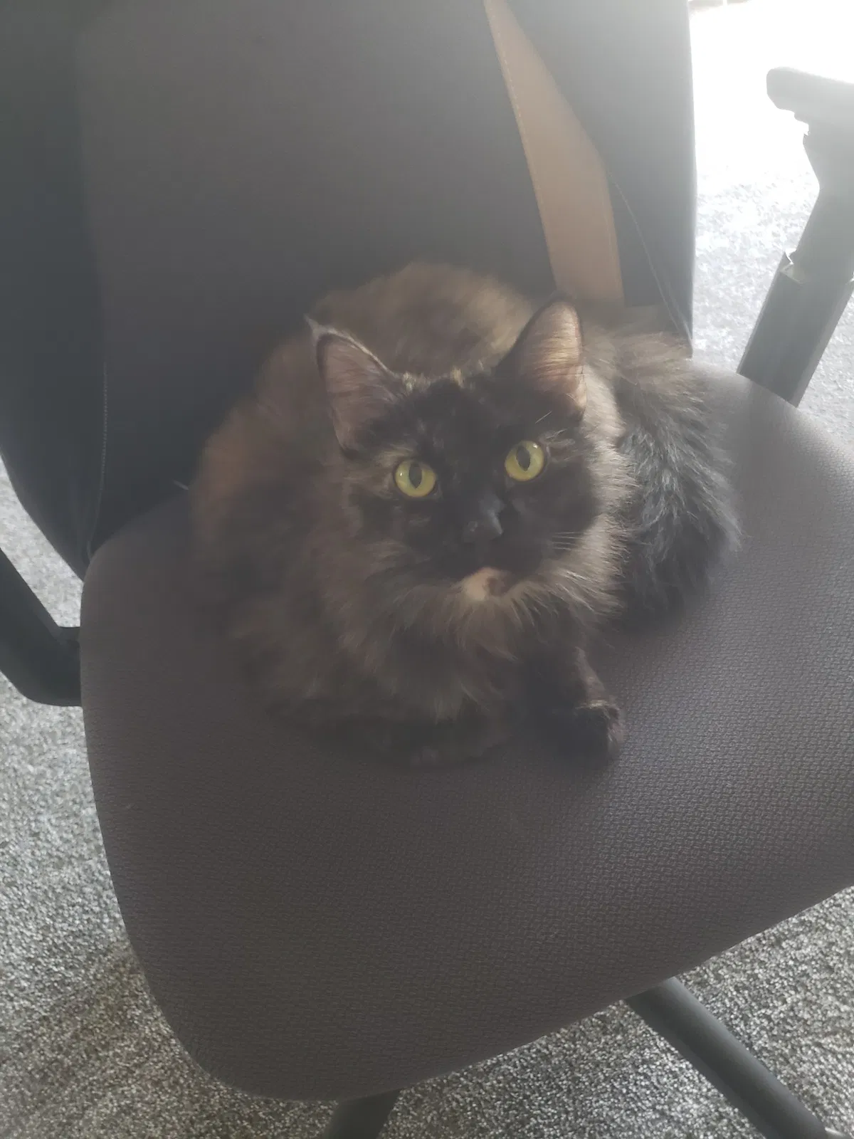 Lost cat in Mooresville, IN, 46158