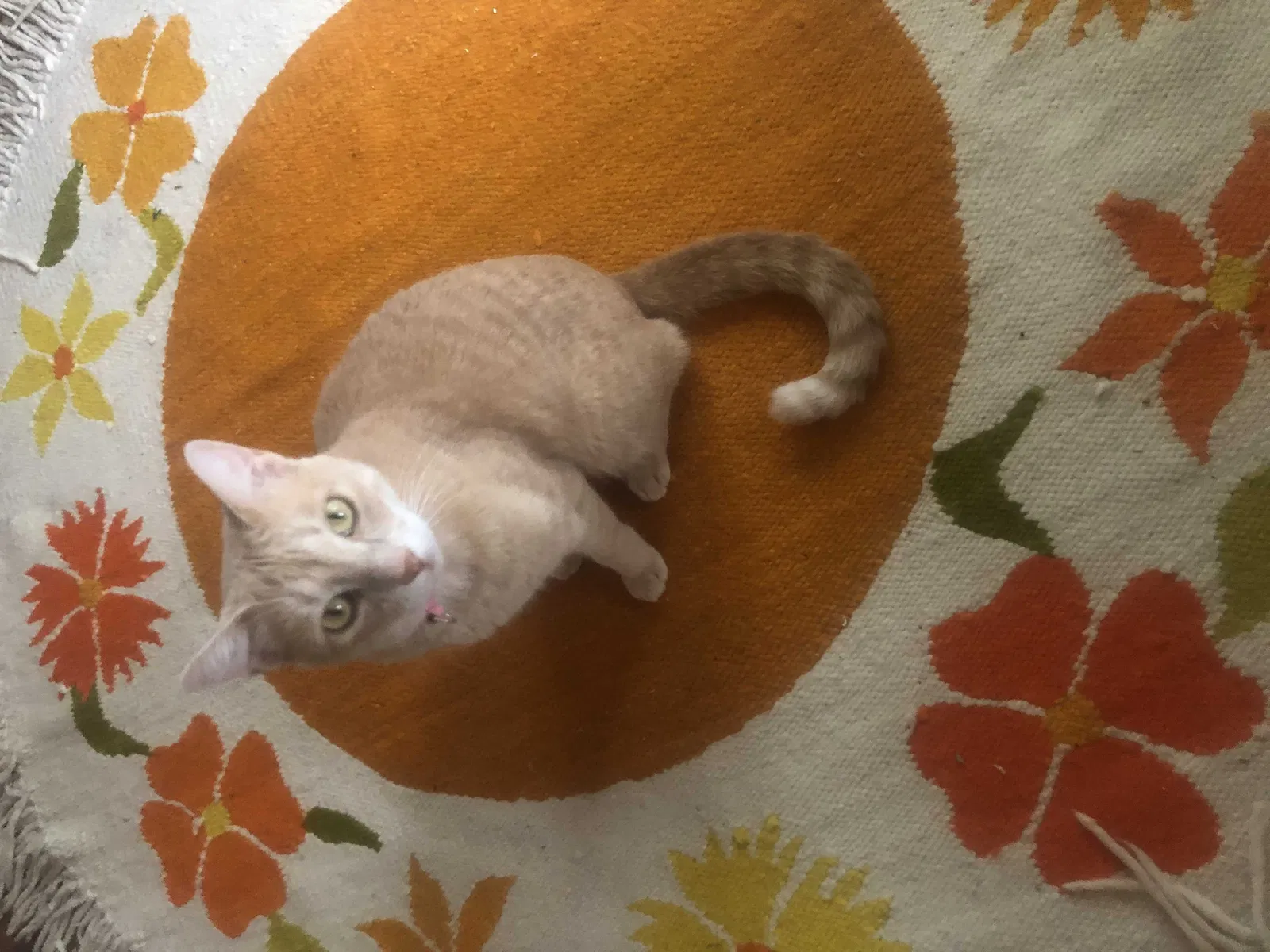 Lost cat in Mckinney, TX, 75071