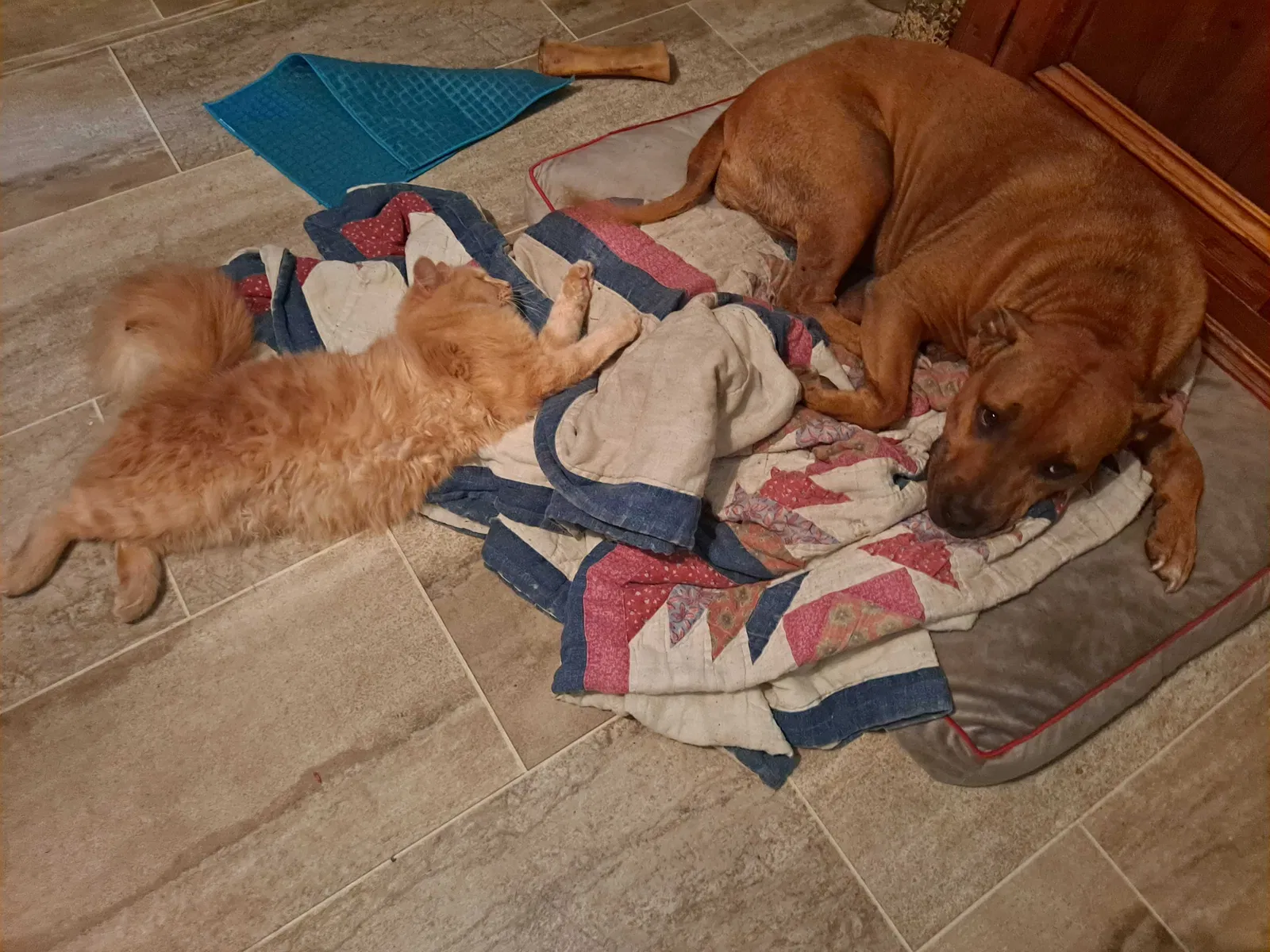 Lost dog in Riverview, FL, 33569