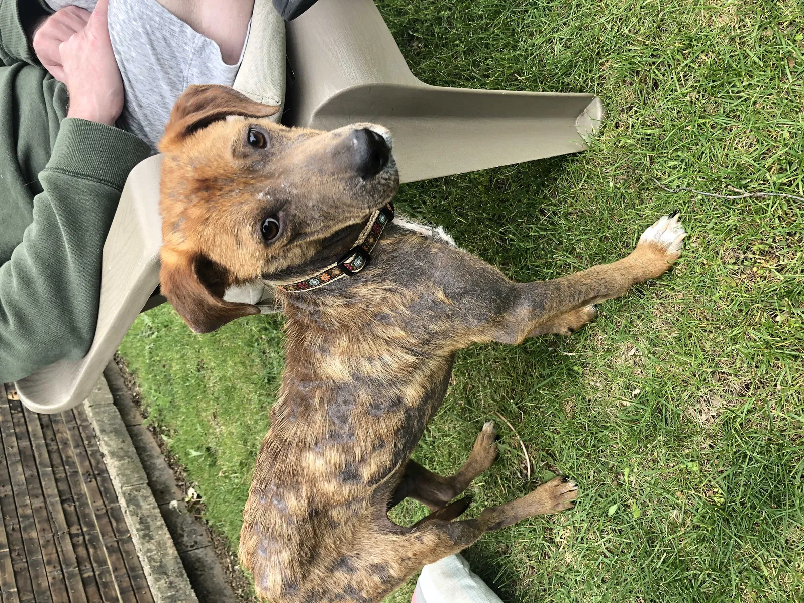 Lost dog in Des Moines, IA, 50321