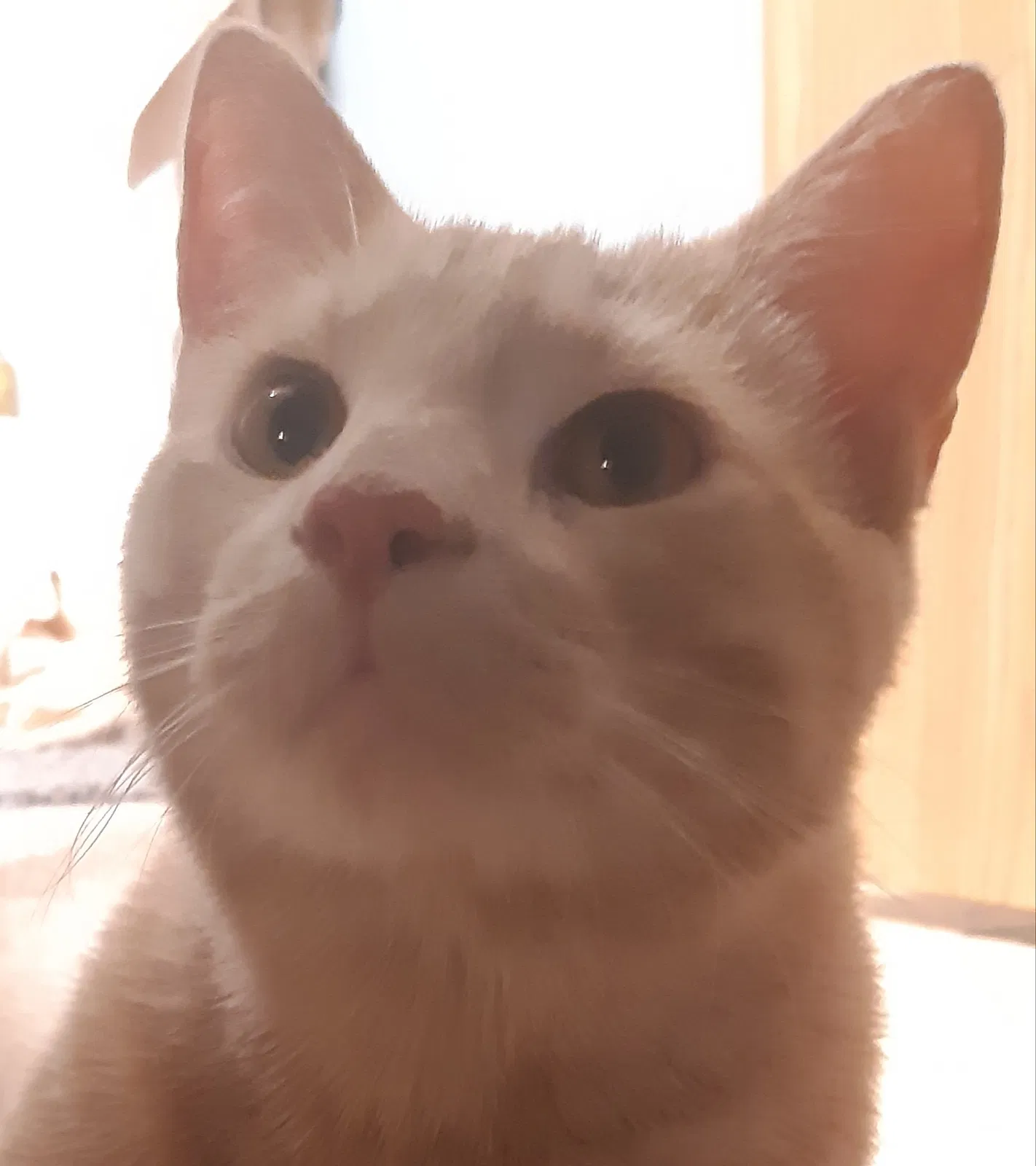 Lost cat in Mchenry, IL, 60051