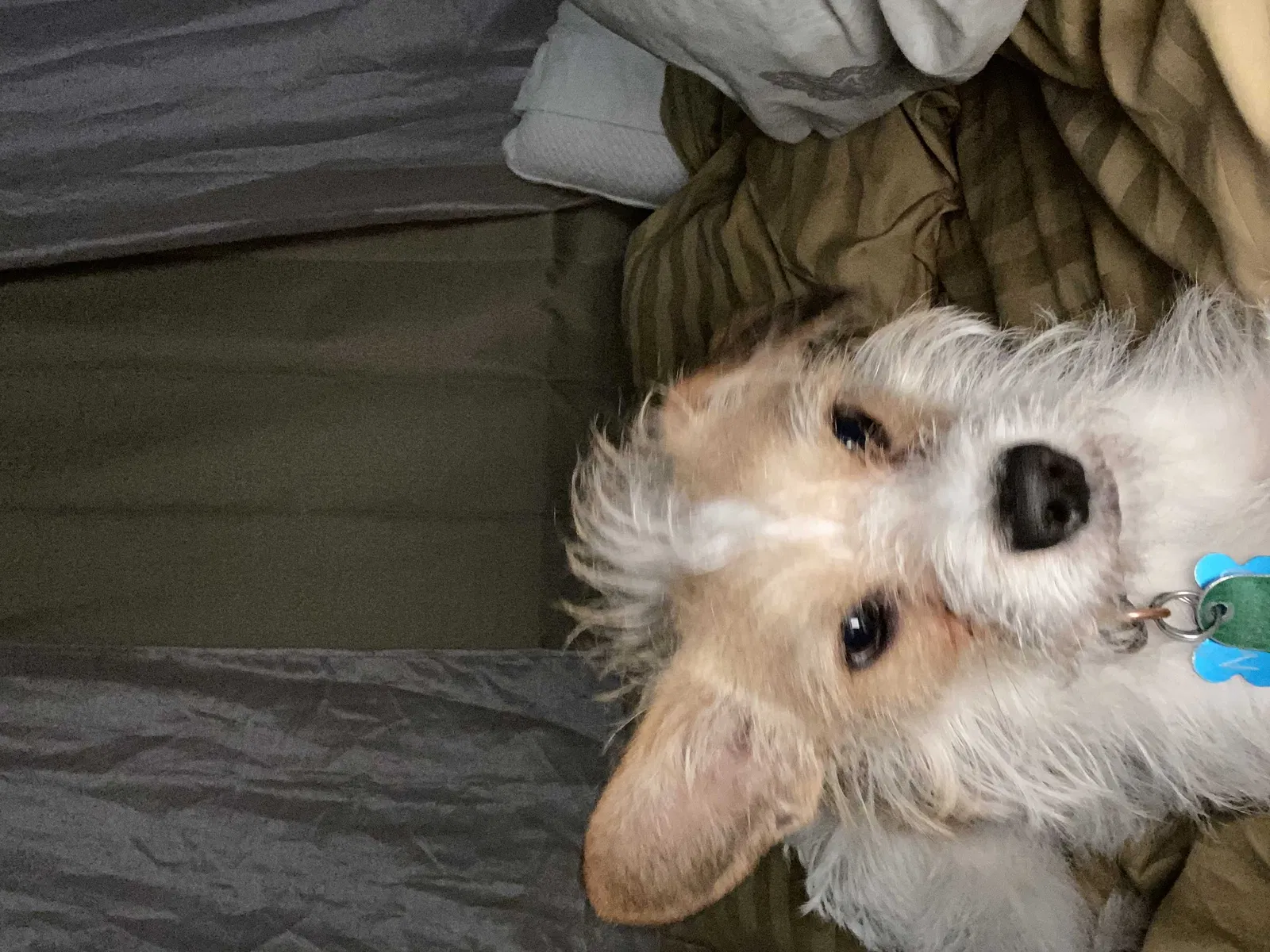 Lost dog in Modesto, CA, 95355