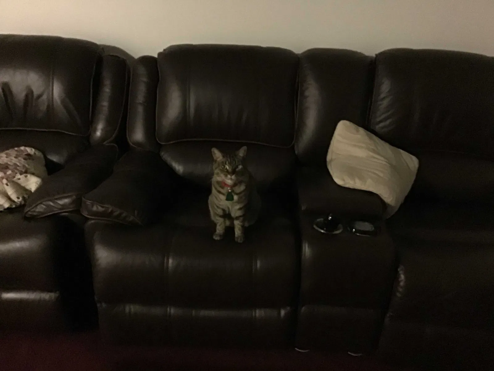 Found cat in Pittsburgh, PA, 15216