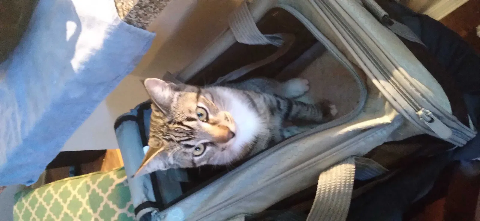Lost cat in Denton, TX, 76209