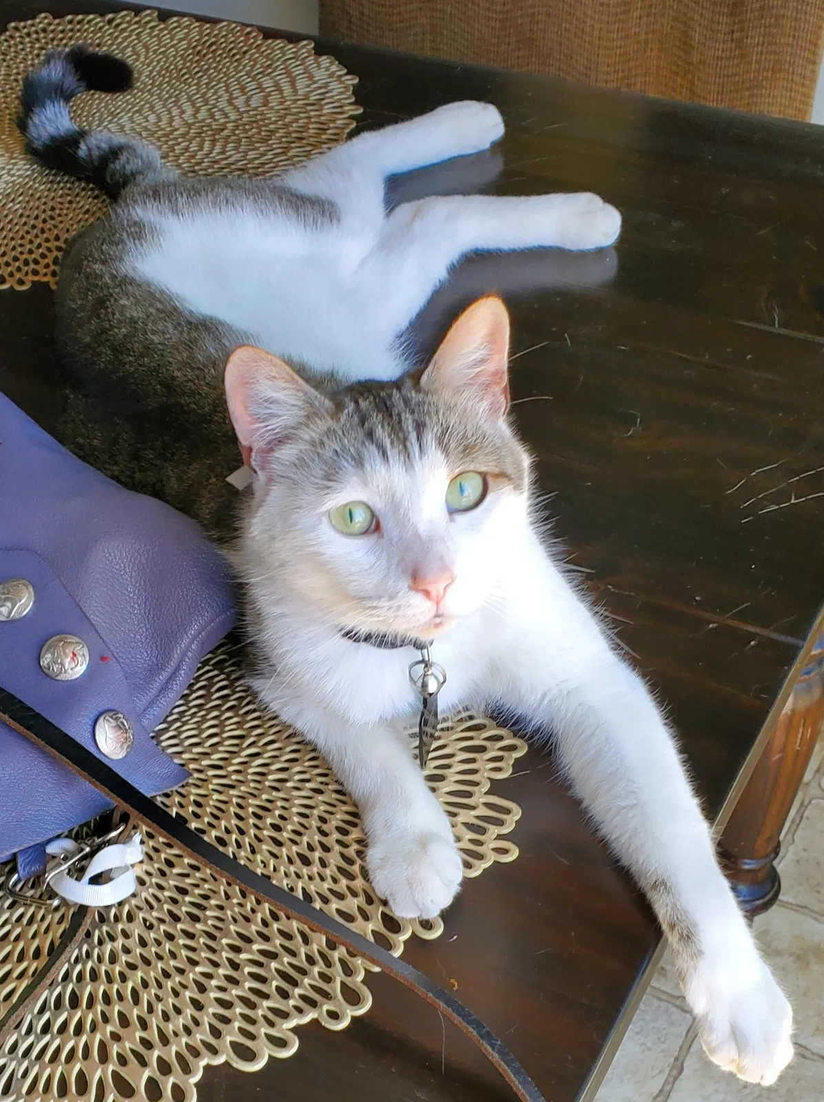 Lost cat in Caldwell, ID, 83607