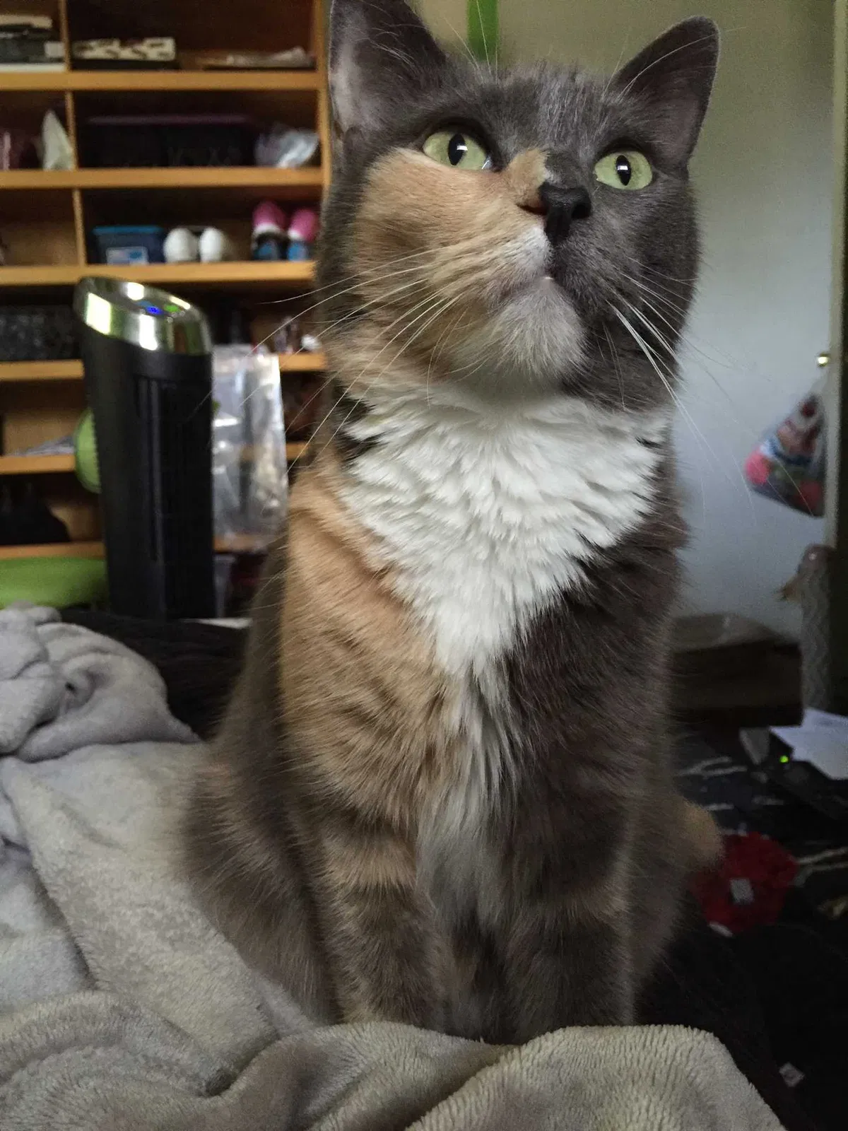 Lost cat in San Diego, CA, 92101