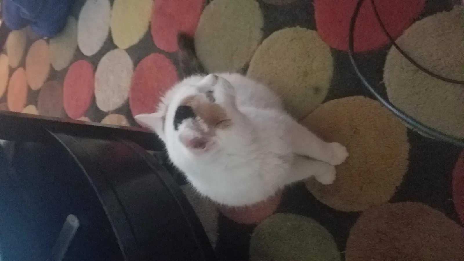 Lost cat in Trevor, WI, 53179