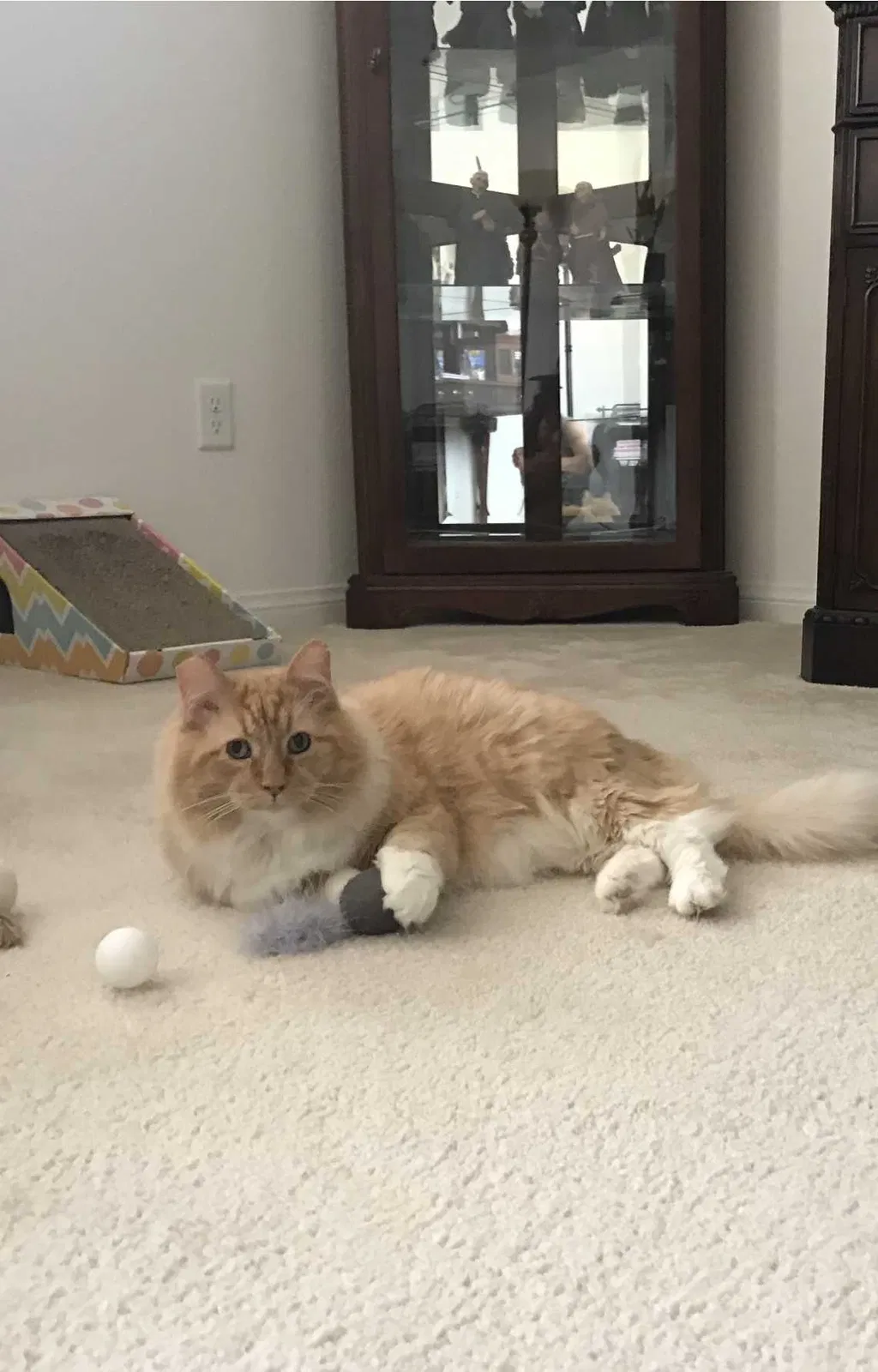 Lost cat in Henderson, NV, 89012