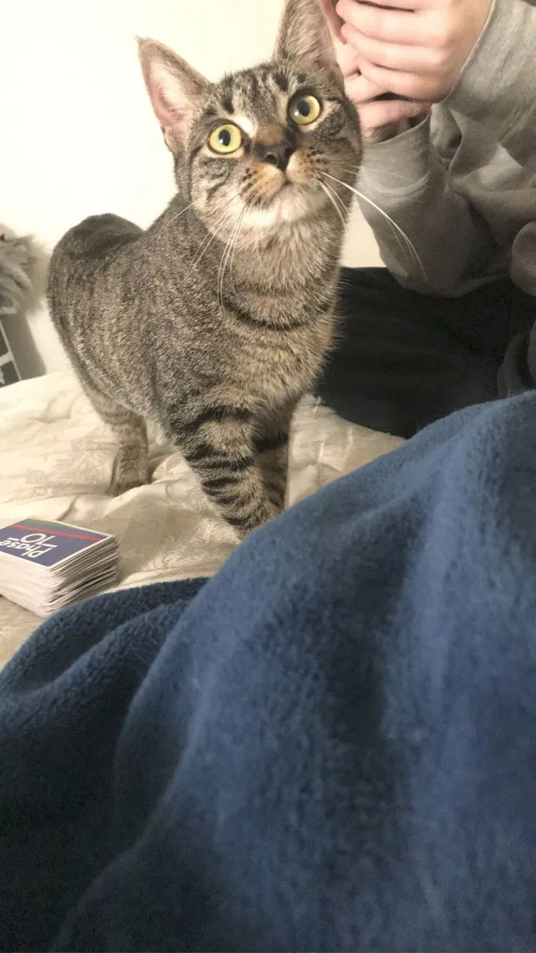 Lost cat in Lansing, MI, 48911