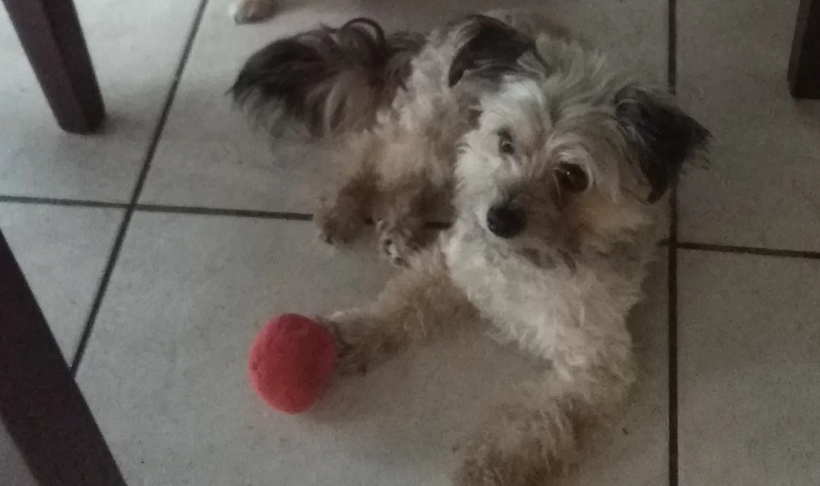 Lost dog in Granada Hills, CA, 91344