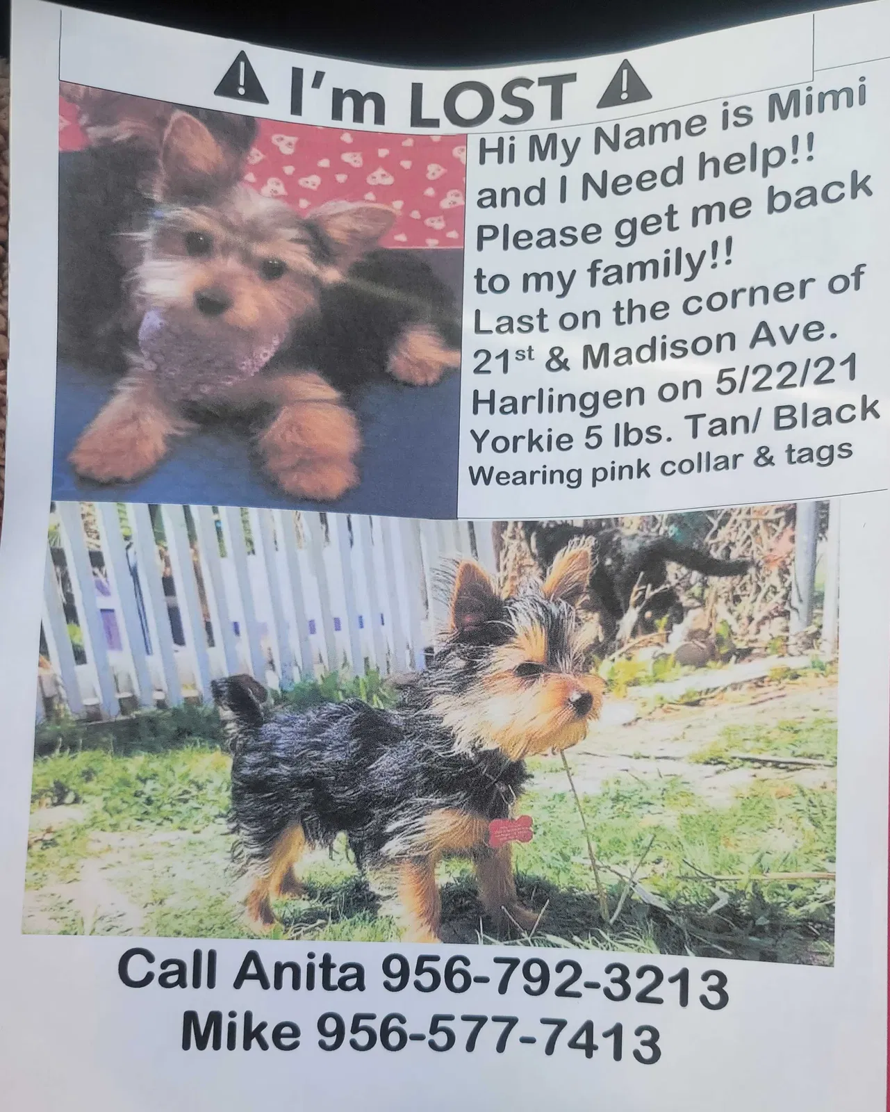 Lost dog in Harlingen, TX, 78550