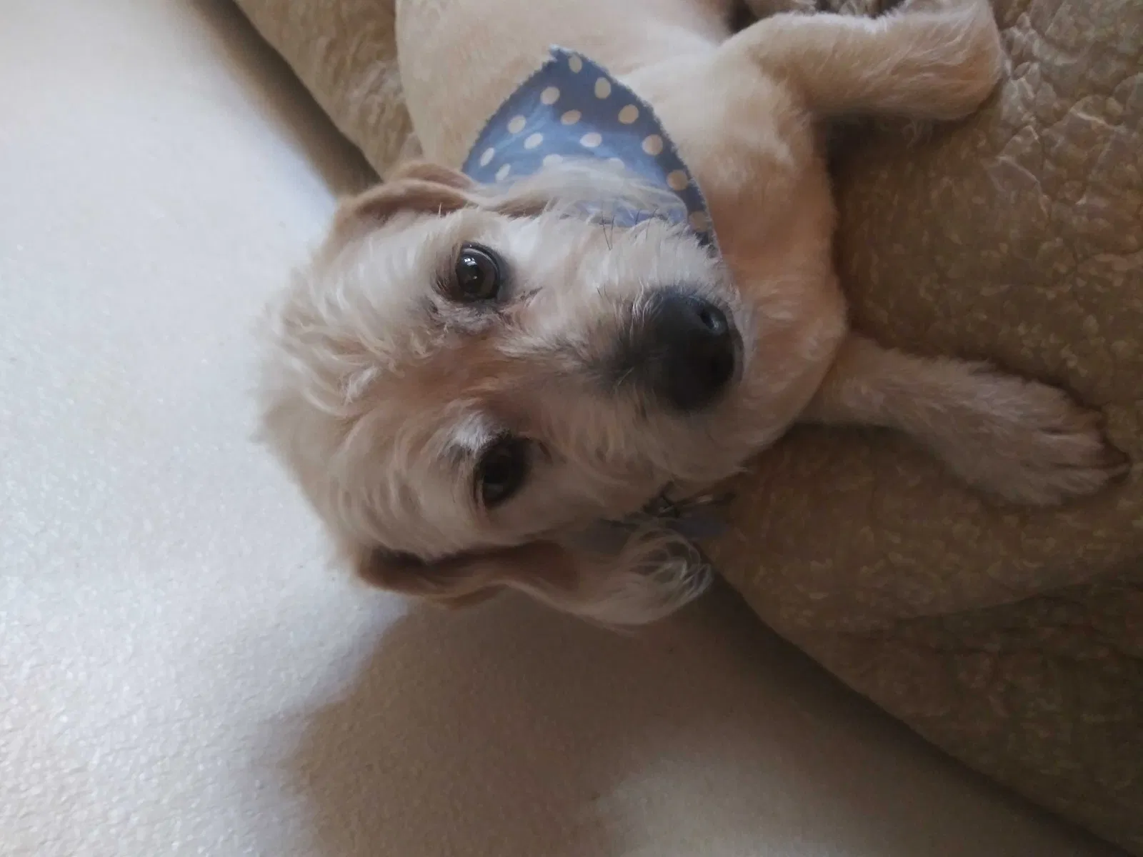 Lost dog in Walnut, CA, 91789