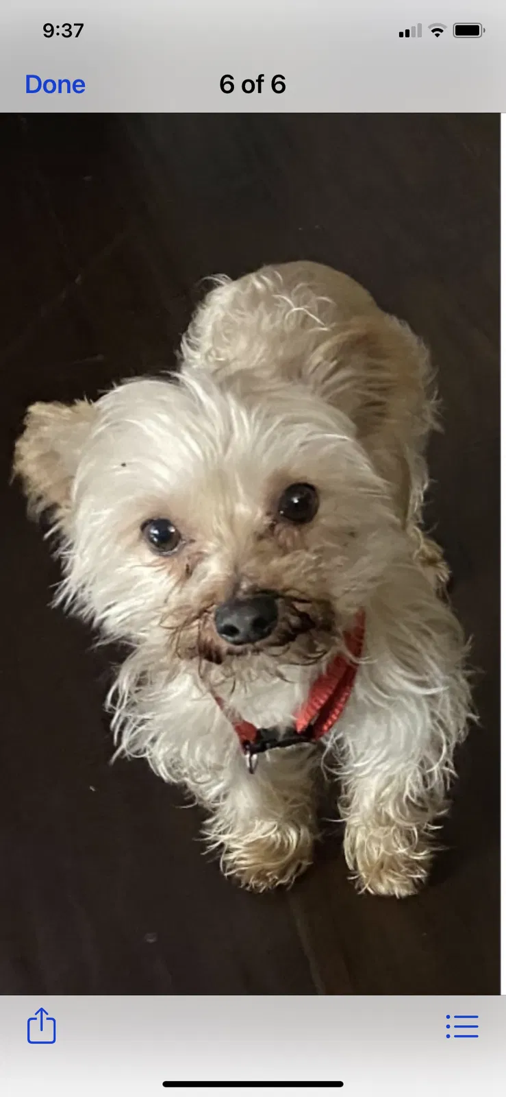 Lost dog in Placentia, CA, 92870