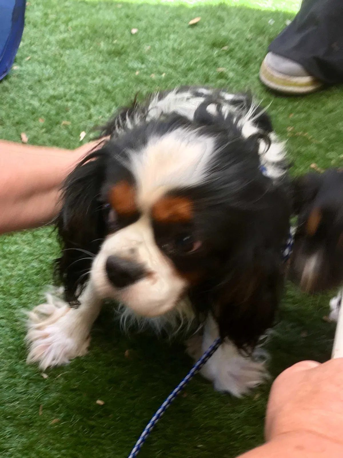 Lost dog in Lancaster, CA, 93535