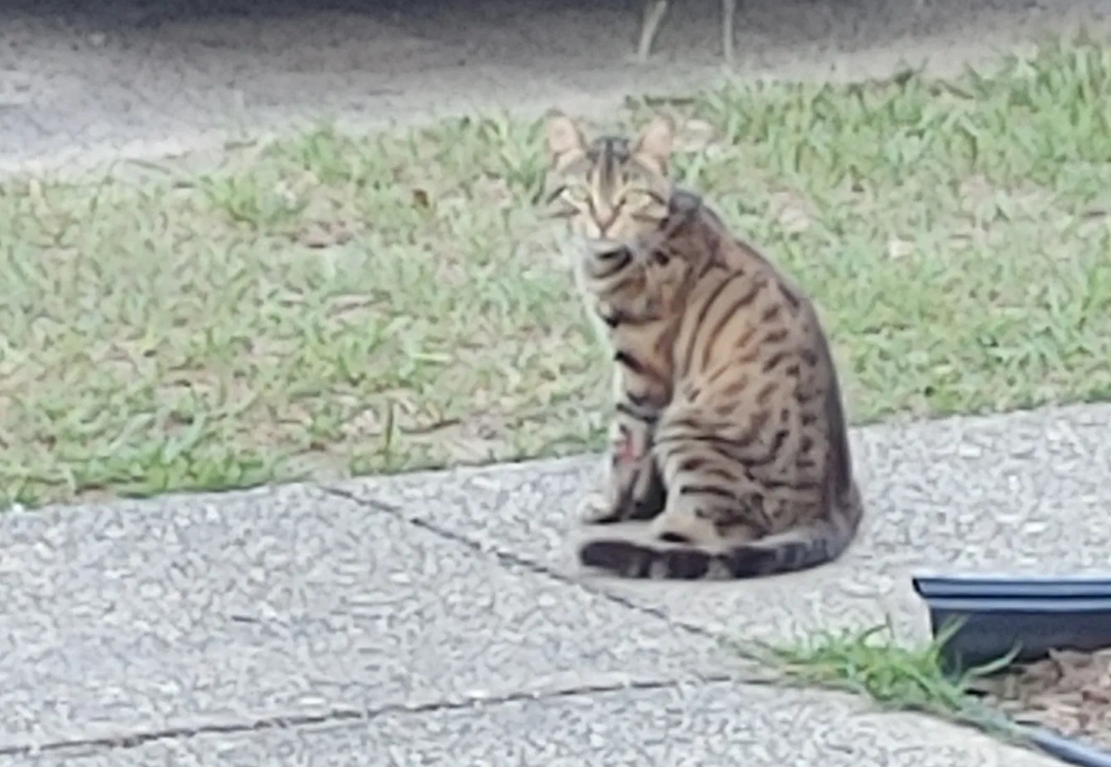 Found cat in Pensacola, FL, 32501