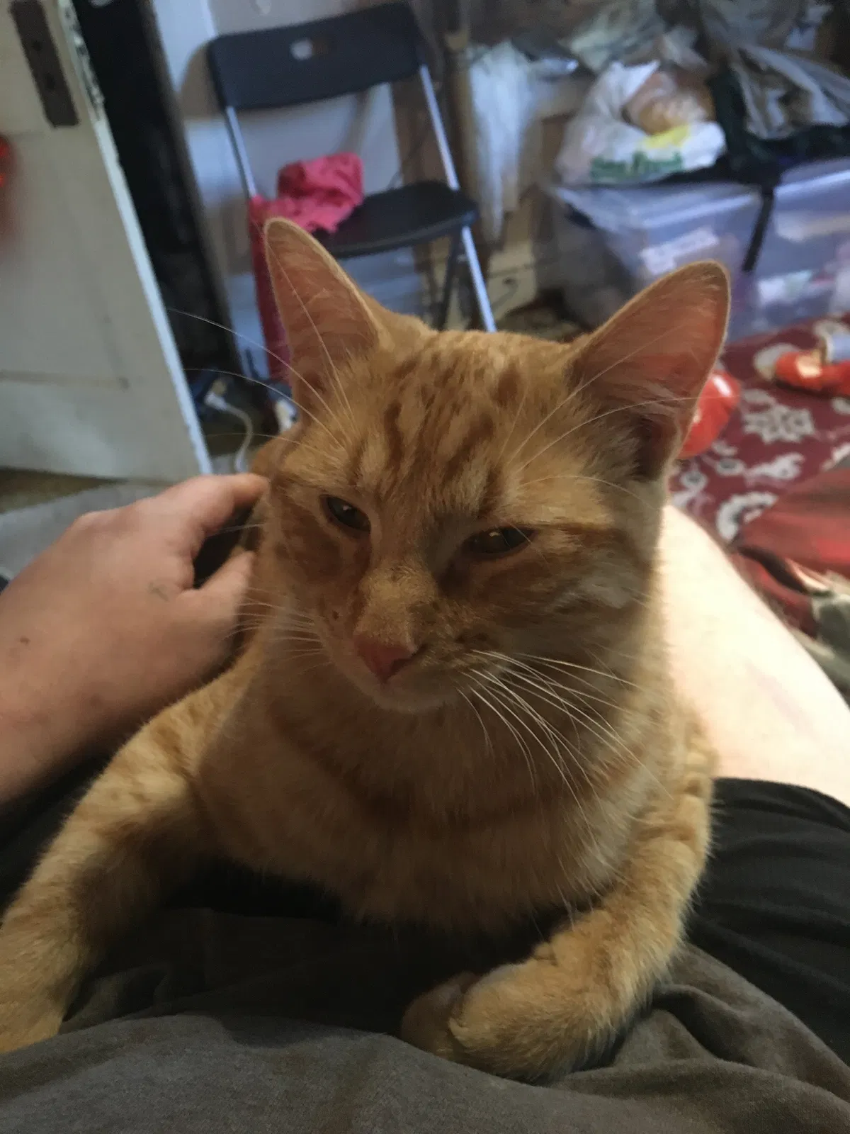 Lost cat in Kansas City, MO, 64128